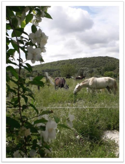 Charming Small House Close To Uzes Foissac  Экстерьер фото